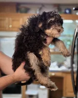 Honeybee, a female Bernedoodle and Australian Labradoodle for sale in Milton, FL – 4 of 7