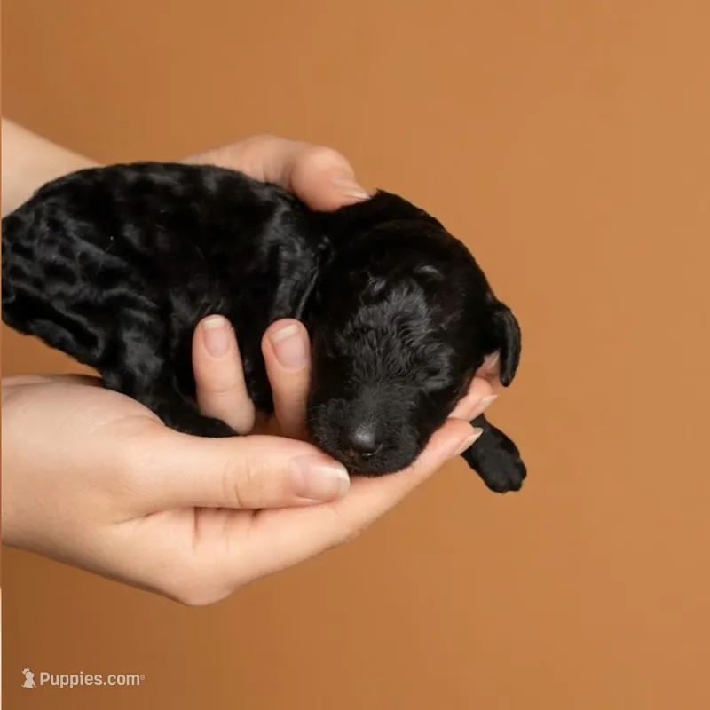 Oliver Queen – Miniature Goldendoodle puppy for sale in Milton, FL