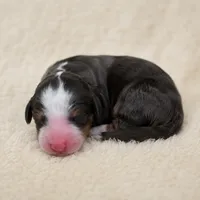 Jackson, a  Miniature Bernedoodle for sale in Milton, FL – 4 of 6