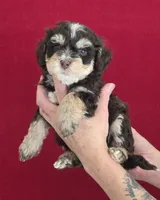Honeybee, a female Bernedoodle and Australian Labradoodle for sale in Milton, FL – 5 of 7