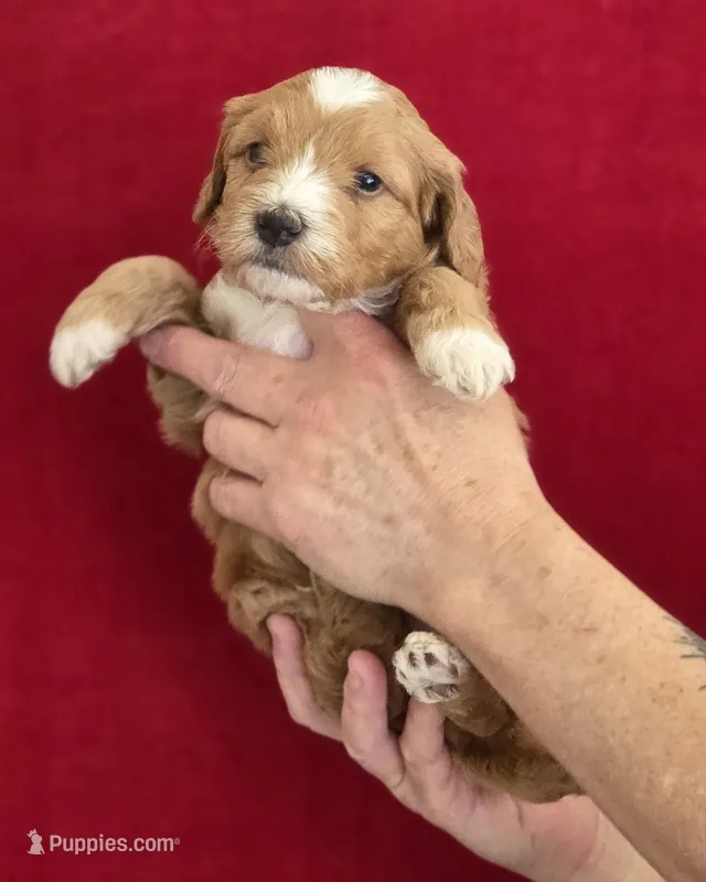 Fred – Miniature Bernedoodle puppy for sale in Milton, FL