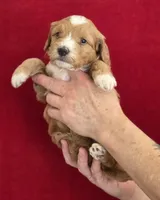 Fred, a male Miniature Bernedoodle for sale in Milton, FL – 1 of 4