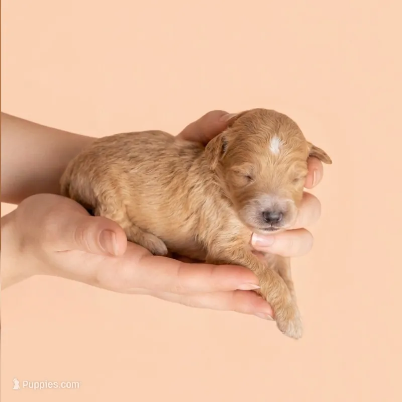 Barry Allen – Miniature Goldendoodle puppy for sale in Milton, FL