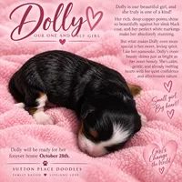 Dolly, a  Miniature Bernedoodle for sale in Milton, FL – 1 of 4
