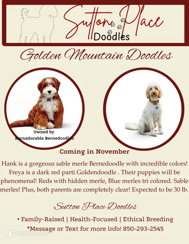 Freya and Hank Golden Mountain Litter – Golden Mountain Doodle puppy for sale in Milton, FL
