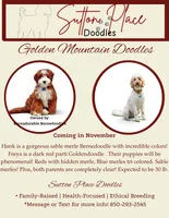 Freya and Hank Golden Mountain Litter, a  Golden Mountain Doodle for sale in Milton, FL – 1 of 1