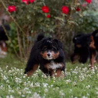 Zulu, a female Miniature Bernedoodle for sale in Milton, FL – 2 of 2