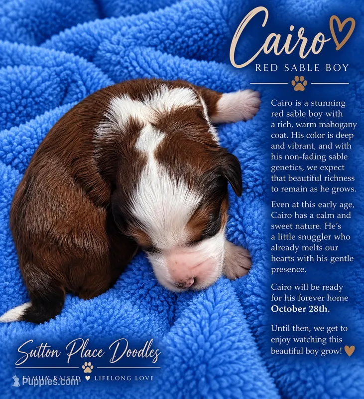 Cairo – Miniature Bernedoodle puppy for sale in Milton, FL