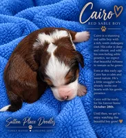 Cairo, a  Miniature Bernedoodle for sale in Milton, FL – 1 of 3