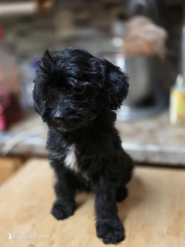 Shuri – Miniature Goldendoodle puppy for sale in Milton, FL