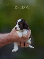 Rickon, a male Australian Labradoodle for sale in Milton, FL – 2 of 4