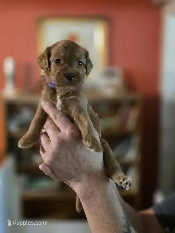 Elizabeth – Miniature Goldendoodle puppy for sale in Milton, FL