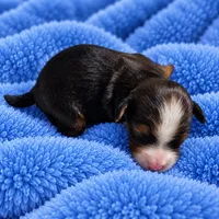 Dakota, a  Miniature Bernedoodle for sale in Milton, FL – 1 of 4