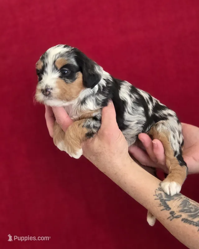 Hermione – Miniature Bernedoodle puppy for sale in Milton, FL