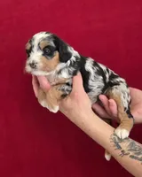 Hermione, a female Miniature Bernedoodle for sale in Milton, FL – 1 of 4
