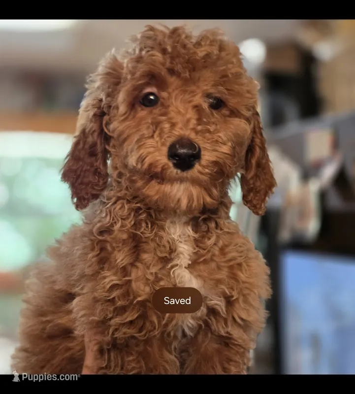 Steven Strange – Miniature Goldendoodle puppy for sale in Milton, FL