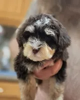 Honeybee, a female Bernedoodle and Australian Labradoodle for sale in Milton, FL – 2 of 7