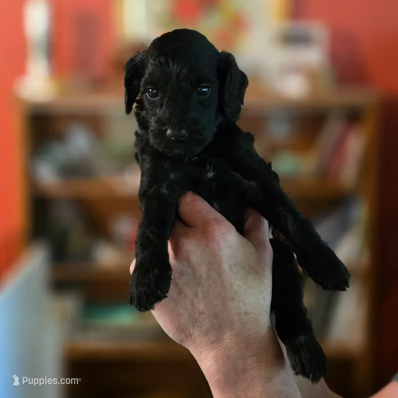 T'Challa – Miniature Goldendoodle puppy for sale in Milton, FL