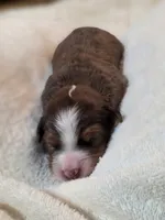 Phoenix, a  Miniature Bernedoodle for sale in Milton, FL – 5 of 5