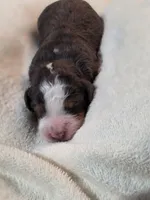 Jackson, a  Miniature Bernedoodle for sale in Milton, FL – 5 of 6