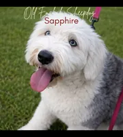 Sapphire's&Rizzo's F1b Reverse, a  Sheepadoodle for sale in Milton, FL – 1 of 2