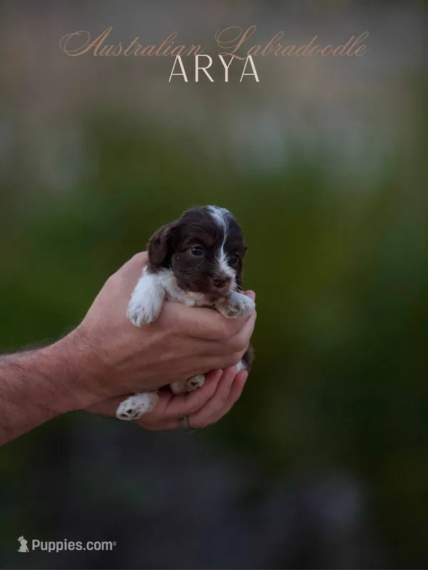 Arya – Australian Labradoodle puppy for sale in Milton, FL