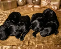 Freya's Black Boy 3, a male Miniature Goldendoodle for sale in Milton, FL – 1 of 1