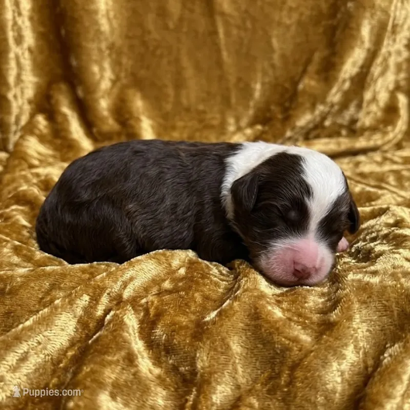 Badger – Bernedoodle, Australian Labradoodle puppy for sale in Milton, FL