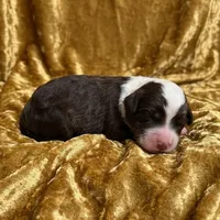 Badger, a male Bernedoodle and Australian Labradoodle for sale in Milton, FL – 1 of 1