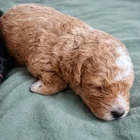 Ranger, a male Miniature Bernedoodle for sale in Milton, FL – Photo 3 of 3