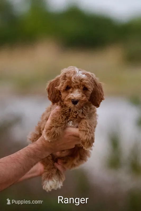 Ranger – Miniature Bernedoodle puppy for sale in Milton, FL