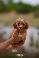 Ranger, a male Miniature Bernedoodle for sale in Milton, FL – Photo 1 of 3