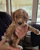 Ranger, a male Miniature Bernedoodle for sale in Milton, FL – Photo 2 of 3