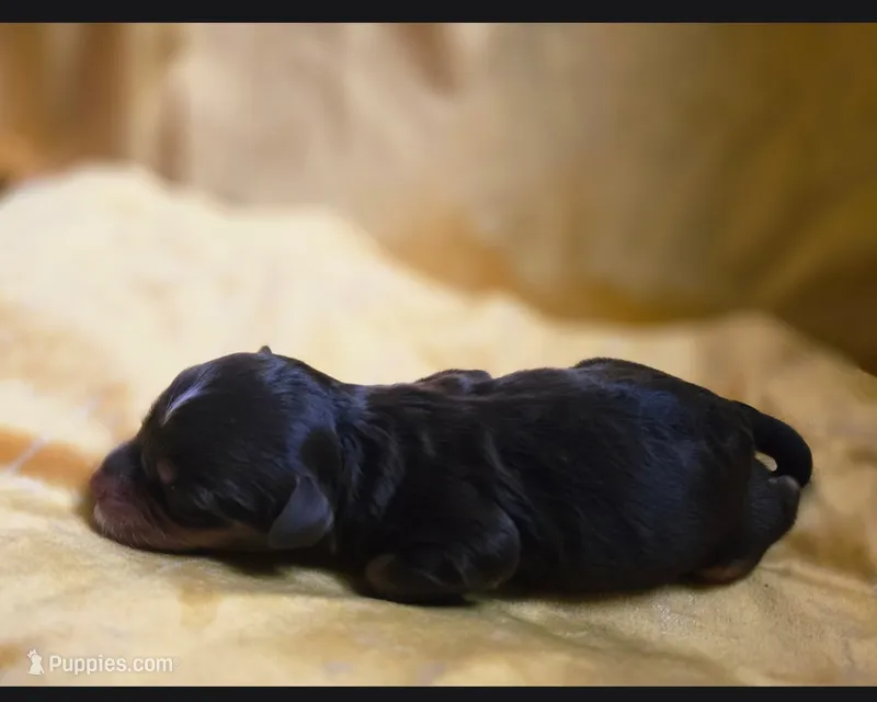 Otter – Bernedoodle, Australian Labradoodle puppy for sale in Milton, FL