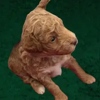 Gracie, a female Poodle - Miniature  for sale in Milton, FL – Photo 3 of 5