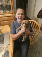 Gracie, a female Poodle - Miniature  for sale in Milton, FL – Photo 5 of 5