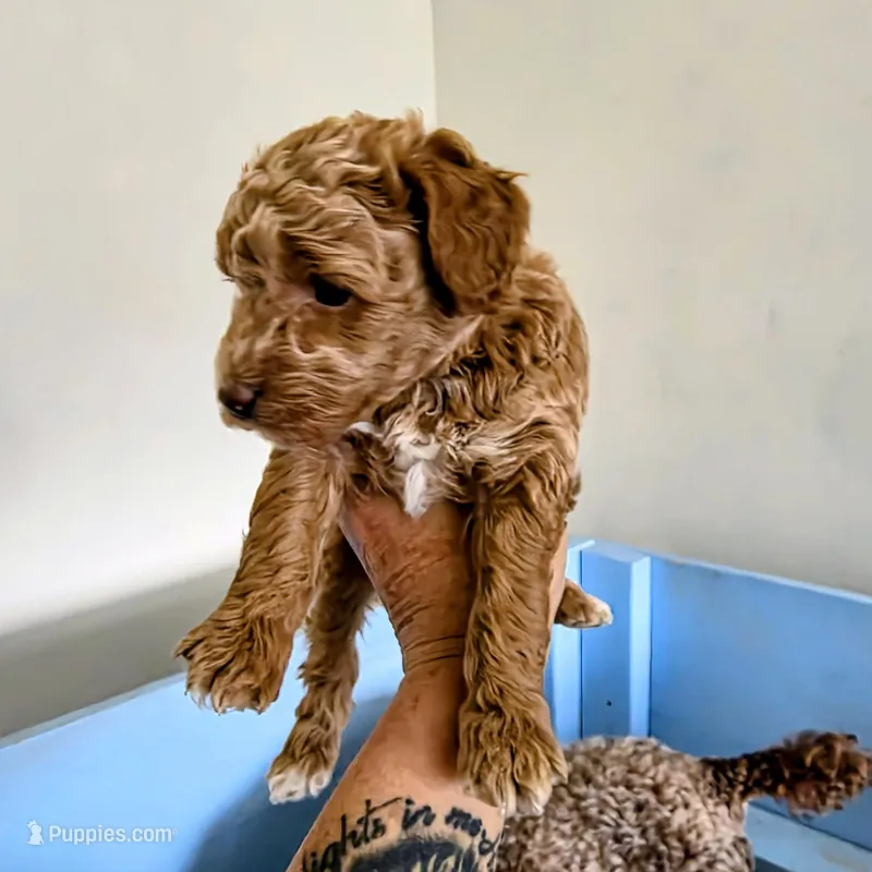 Gracie, a female Poodle - Miniature  for sale in Milton, FL – Photo 1 of 5