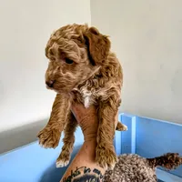 Gracie, a female Poodle - Miniature  for sale in Milton, FL – Photo 1 of 5