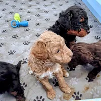 Gracie, a female Poodle - Miniature  for sale in Milton, FL – Photo 4 of 5