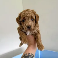 Gracie, a female Poodle - Miniature  for sale in Milton, FL – Photo 2 of 5