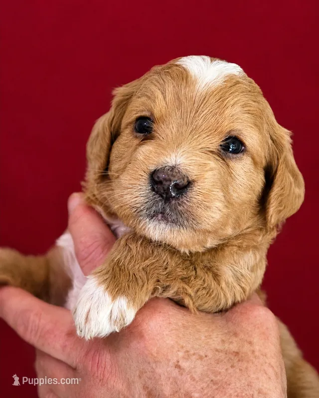 George – Miniature Bernedoodle puppy for sale in Milton, FL
