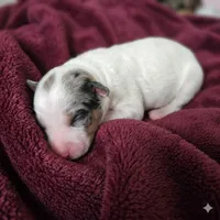Minerva (Minni), a female Miniature Bernedoodle for sale in Milton, FL – 2 of 2