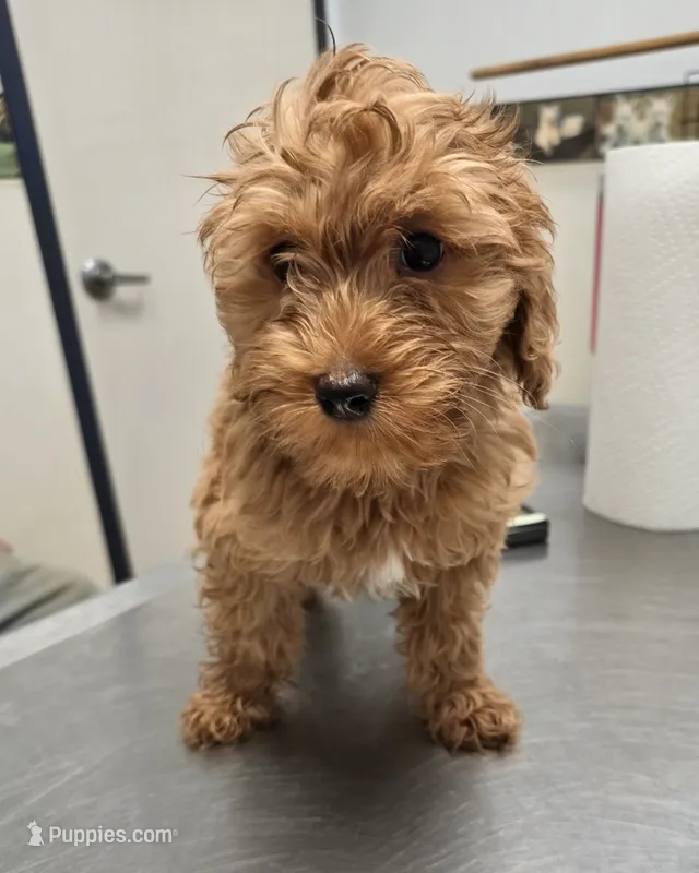 Lady Catharine – Miniature Goldendoodle puppy for sale in Milton, FL
