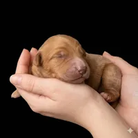 Elizabeth, a female Miniature Goldendoodle for sale in Milton, FL – 1 of 1