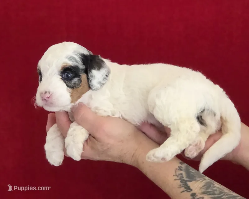 Minerva (Minni) – Miniature Bernedoodle puppy for sale in Milton, FL