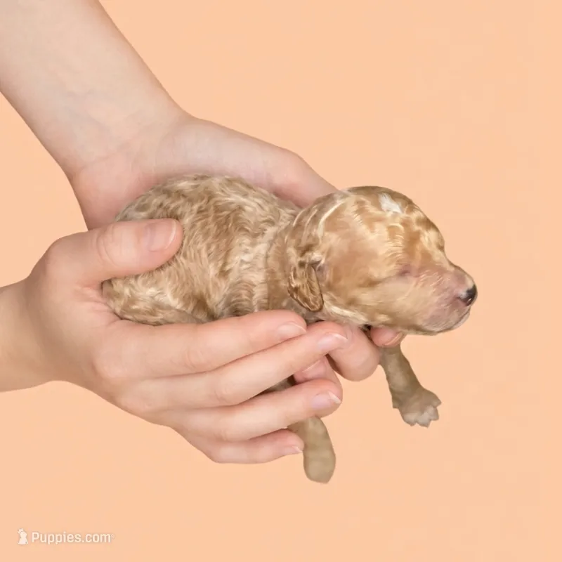 Tony Stark – Miniature Goldendoodle puppy for sale in Milton, FL