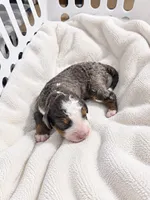 Jackson, a  Miniature Bernedoodle for sale in Milton, FL – 3 of 6