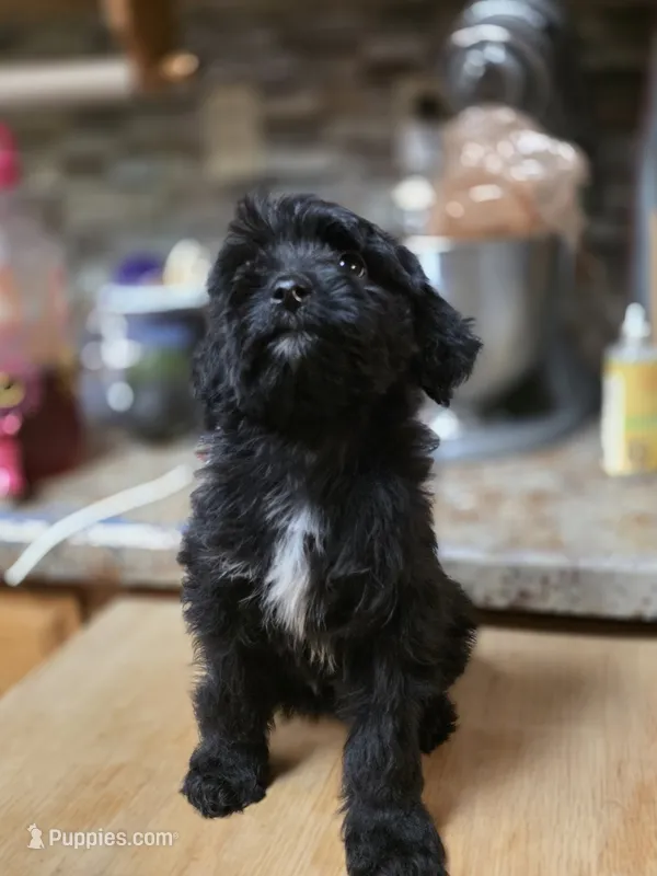 Okoye – Miniature Goldendoodle puppy for sale in Milton, FL