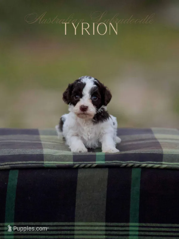 Tyrion – Australian Labradoodle puppy for sale in Milton, FL