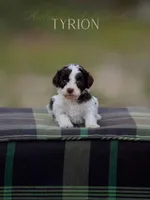 Tyrion, a male Australian Labradoodle for sale in Milton, FL – 1 of 4